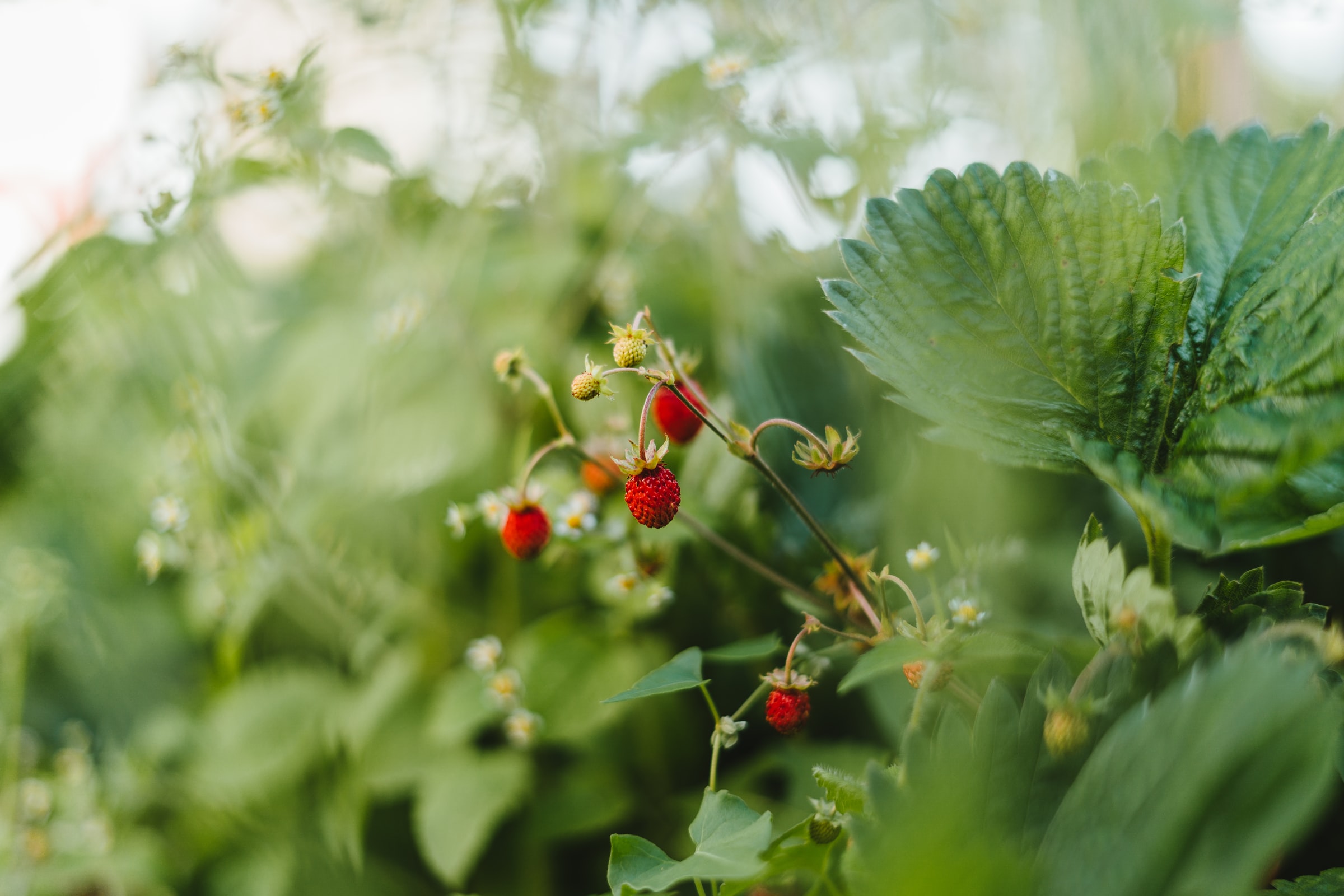 Runway for sustainability: OLS awarded funding from the Chan Zuckerberg Initiative to power its next phase